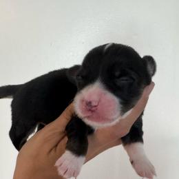 Tri female with natural long tail - Black and tan female Pembroke Welsh Corgi puppy in Clarksville, Tennessee from Cooler Farms Corgis