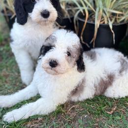 Hayes - male Golden Mountain Doodle puppy in Cocoa, Florida from The Beach Doodles