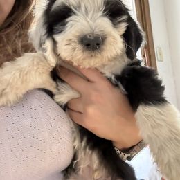 Max - Black and white male Old English Sheepdog puppy in Acton, California from Fab OES