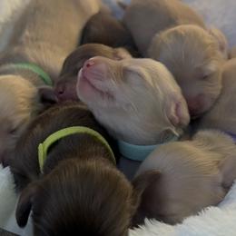 Dachshund Puppies from Golden State Mini Doxies