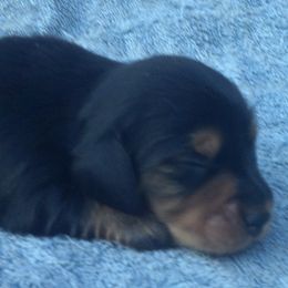 Girl 4 - Blue and tan female Dachshund puppy in Summerfield, Florida from D & B Ranchette