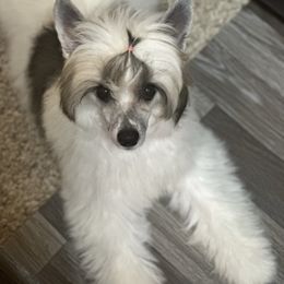 Jushae's Southern Sass AKA Zsa Zsa - White female Chinese Crested puppy in Anniston, Alabama from Jushae Kennel