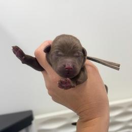 Maggie - Lavender Collar - Chocolate female Labrador Retriever puppy in Elloree, South Carolina from Moonlight Kennels LLC
