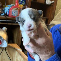 Pembroke Welsh Corgi Puppies from Anita’s little Corgi Haven