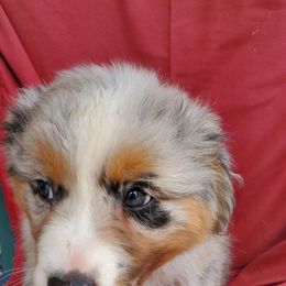 Australian Shepherd Puppies from Invictus Farms