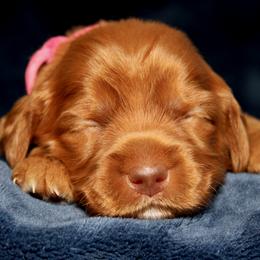Trifle - Caramel female Australian Labradoodle puppy in Stanwood, Washington from Victoria Creek Australian Labradoodles