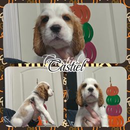 Castiel - Lemon and white male English Springer Spaniel puppy in Westover, Maryland from Sterling's springer Haven