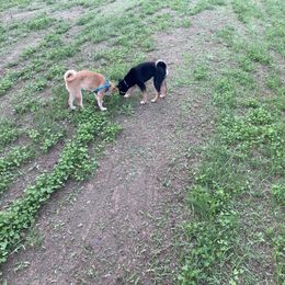 Shiba Inu Puppies from Beloved Shiba