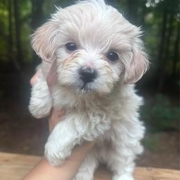 Wyatt - Cream male Maltipoo puppy in Traverse City, Michigan from Riyem Wildflower Farms