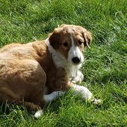 Borzoi Puppies from Hounds of Laureate