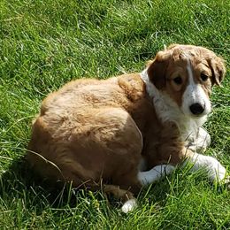 Borzoi Puppies from Hounds of Laureate