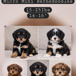 Bernedoodle puppies from Quality Iowa Doodles