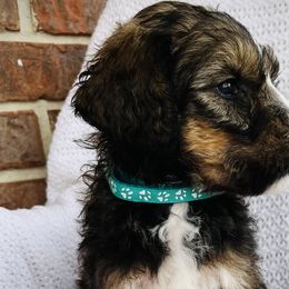 Girl 1 - Bernedoodle puppy in Jamestown, Tennessee from Yellow Cliff Doodles