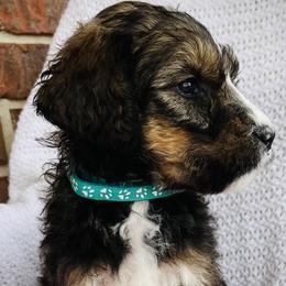 Girl 1 - Bernedoodle puppy in Jamestown, Tennessee from Yellow Cliff Doodles