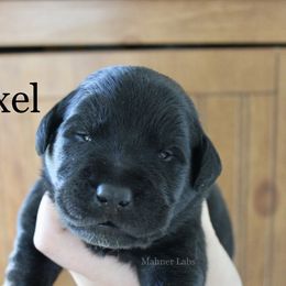 2nd pick Black - Black male Labrador Retriever puppy in Tomahawk, Wisconsin from Mahner Labs