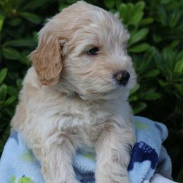 Dashing - Cream male Whoodle puppy in Tomball, Texas from Texas Puppy Dreams LLC dba Whoodles and Co.