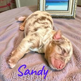 Sandy - Red merle female Aussiedoodle puppy in Ellenburg Center, New York from Kristin's Puppies