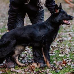 Gwendolin z Gargamellu - Bi-color female German Shepherd puppy in Dacula, Georgia from FuryHaus German Shepherds