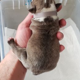 English Bulldog Puppies from Ruza's Bulldogs