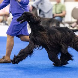 Afghan Hound Puppies from Ahava Afghan Hounds