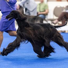 Afghan Hound Puppies from Ahava Afghan Hounds