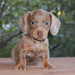 Puppy F AKC Purebred DNA Tested Parents - Fawn (isabella) and tan female Dachshund puppy in Haines City, Florida from Divine Poodle Paradise Standard Poodles & Divine Dachshunds