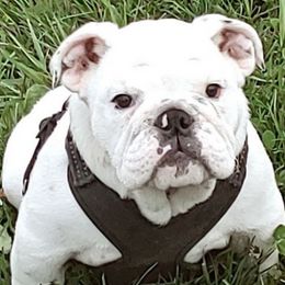 Bulldogs from Buckletucky Farm