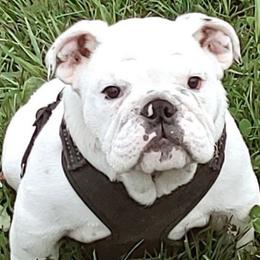 Bulldogs from Buckletucky Farm