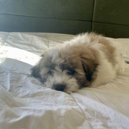 Coton de Tulear Puppies from Polar Pup Cotons