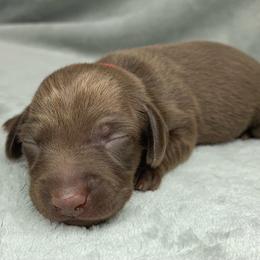 Female 1 - Chocolate female Dachshund puppy in Birmingham, Alabama from LongBottomDachshunds