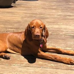 Vizslas from Jen’s Penny Vizslas