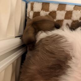 Shih Tzu Puppies from Wood Foo Breeders