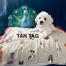 Tan Tag - White male Bichon Frise puppy in Shoreline Park, Mississippi from Laurent’s Bichon Frise Puppies