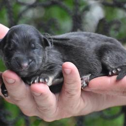 Male one - Black and red male German Shepherd puppy in Marianna, Florida from Haus M Godwin