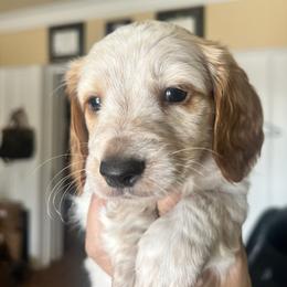 Casper - Piebald male Dachshund puppy in Highland, California from BAES Teufelshunde