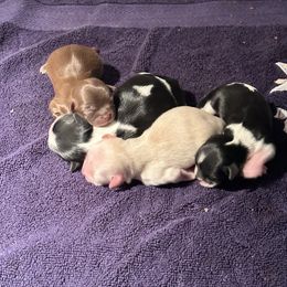 Shih Tzu Puppies from Small Breed Kennel