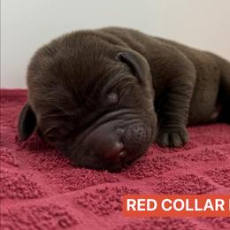 Red Collar Male - Chocolate male Labrador Retriever puppy in Tacoma, Washington from Triple H Farm