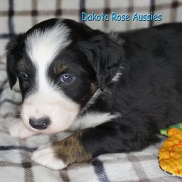 Jasmine - Black tri-color female Australian Shepherd puppy in Burbank, South Dakota from Dakota Rose Aussies