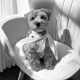 Miniature Schnauzer Puppies from Laurel Crown Schnauzers