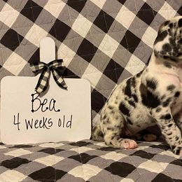 Bea - Great Dane puppy in South Carolina from D&M Danes