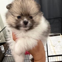 Pistacho - Cream sable parti male Pomeranian puppy in Moody, Texas from Luxury Pets of Central Texas