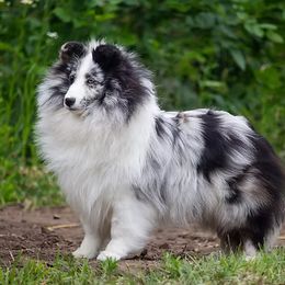 Cloud - Shetland Sheepdog