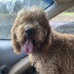 Jack - Goldendoodle