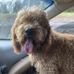 Jack - Goldendoodle