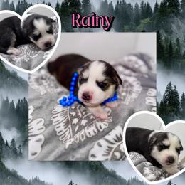 Rainy - Black and white female Pomsky puppy in Venus, Pennsylvania from Hemlock Pines Pomsky