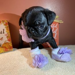 Pug Puppies from Manistee Farms