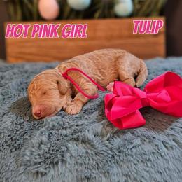 Tulip - Apricot female Goldendoodle puppy in Haughton, Louisiana from Bailey’s Cajun Canines