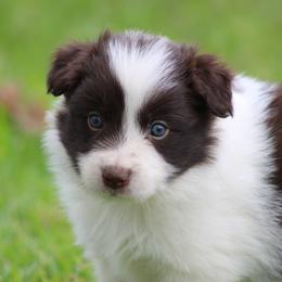 Jed - Red male Border Collie puppy in Tylertown, Mississippi from Cool Meadow Farms