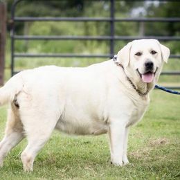 Labrador Retrievers from Starview Labradors