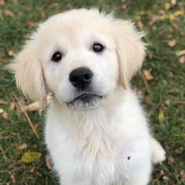Golden Retrievers from Red Hive Golden Retrievers